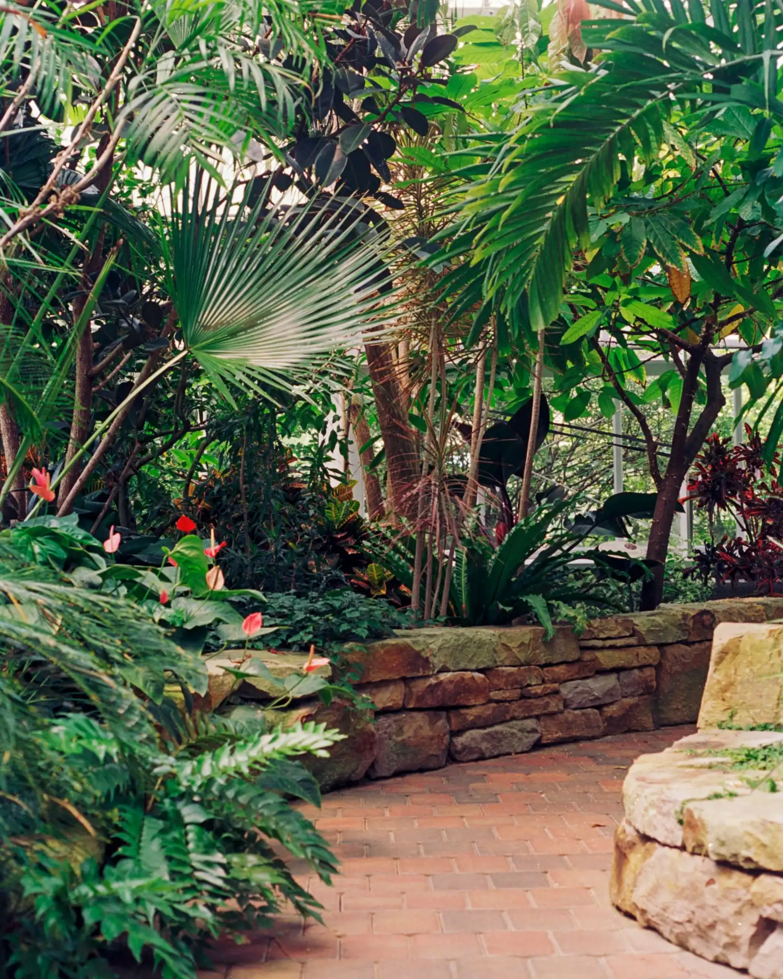 Fan palms, broad tropical leaves and red flowers above a low sandstone wall