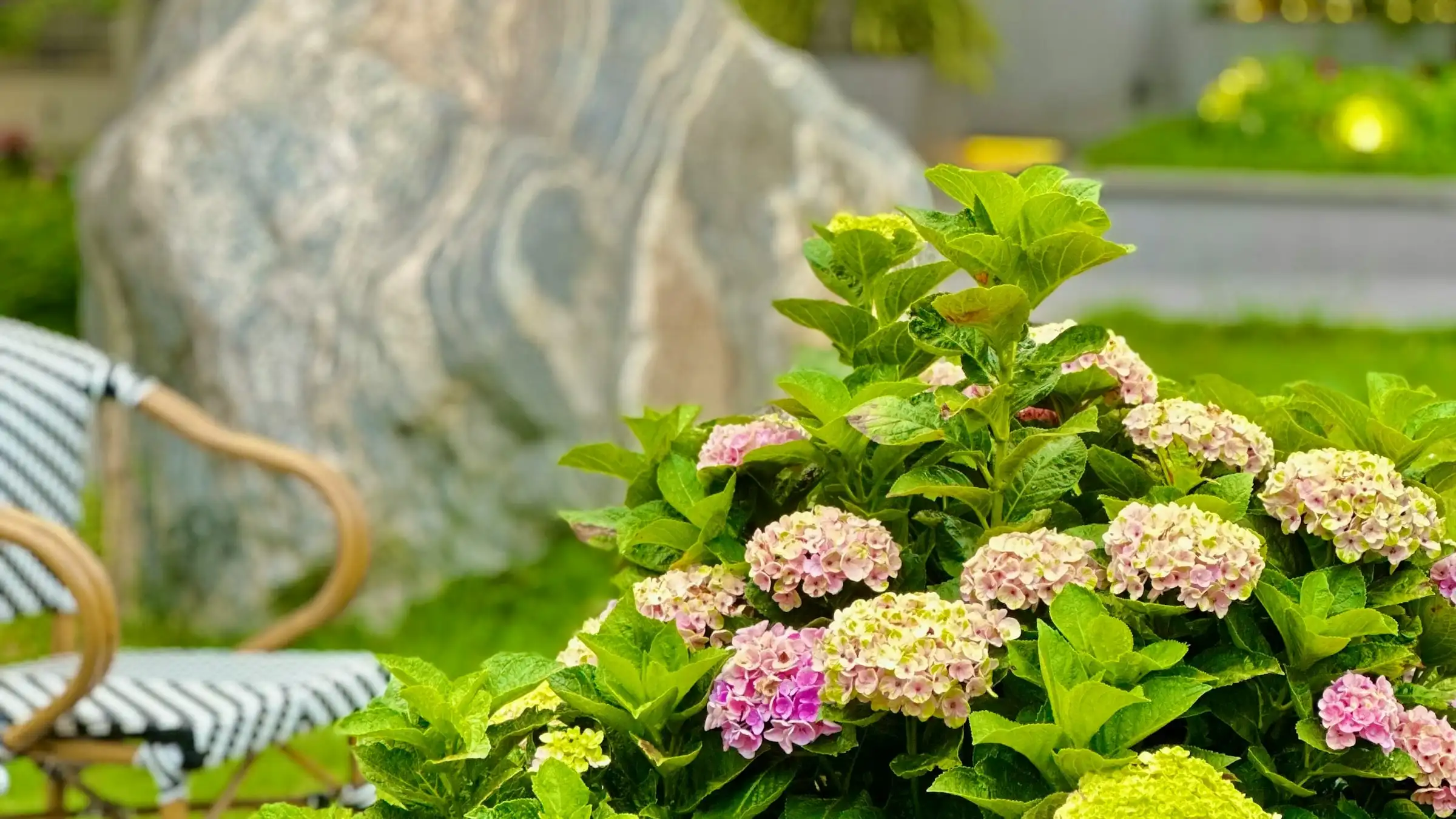 Pink and green hydrangeas in front of a large stone boulder, the edge of a garden chair beside them