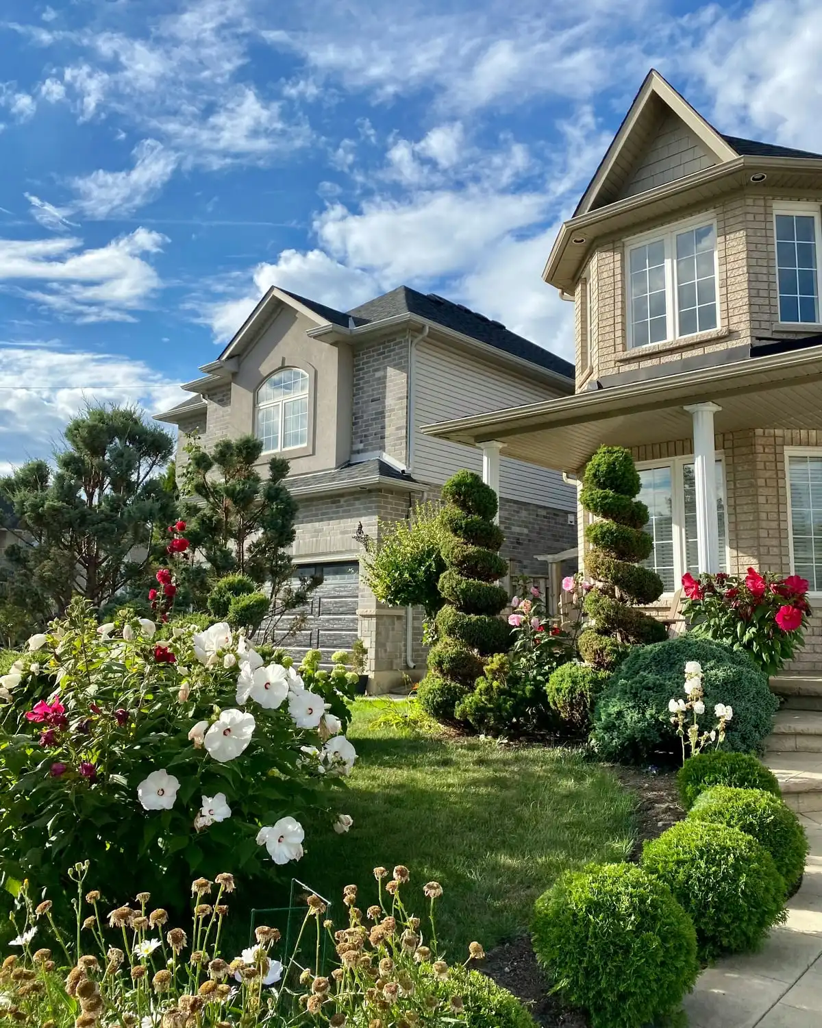 The front garden of a two-storey house: spiral-clipped conifers, white and red roses, a lawn to the path