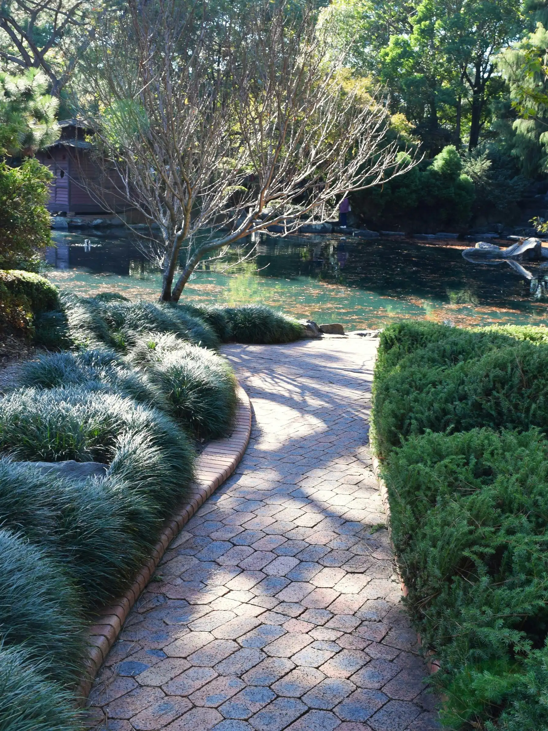 A curved brick path between blue-grey grasses and a clipped hedge