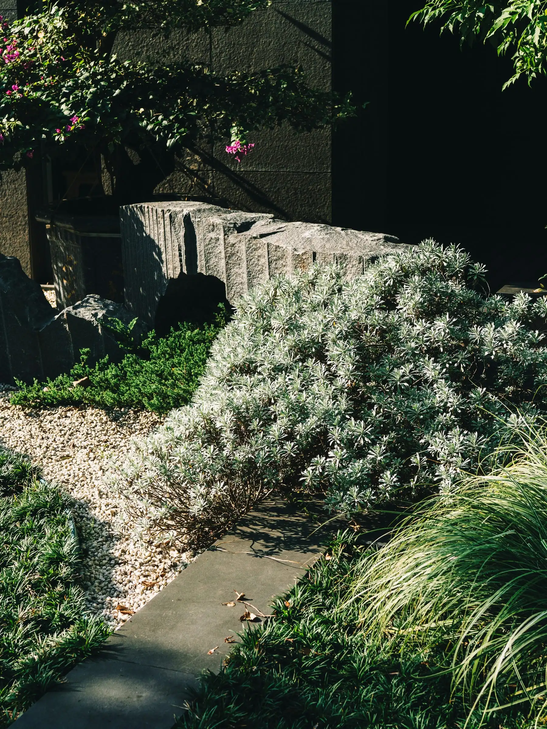 Grasses, silver-leaved shrubs and rocks around a gravel path