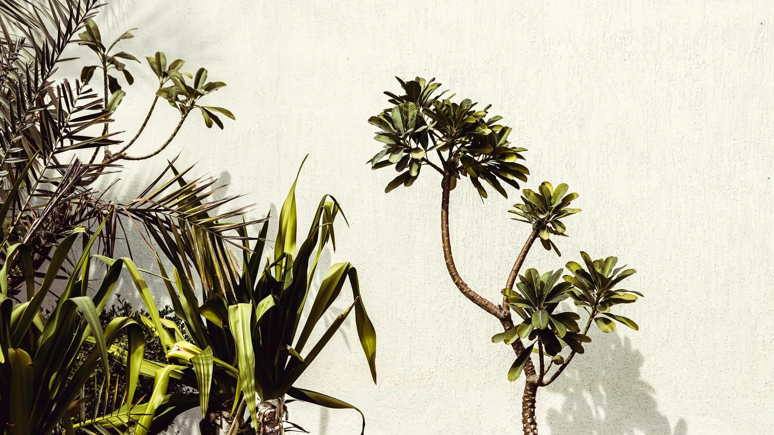 A frangipani and strappy coastal plants throwing shadows on a pale rendered wall