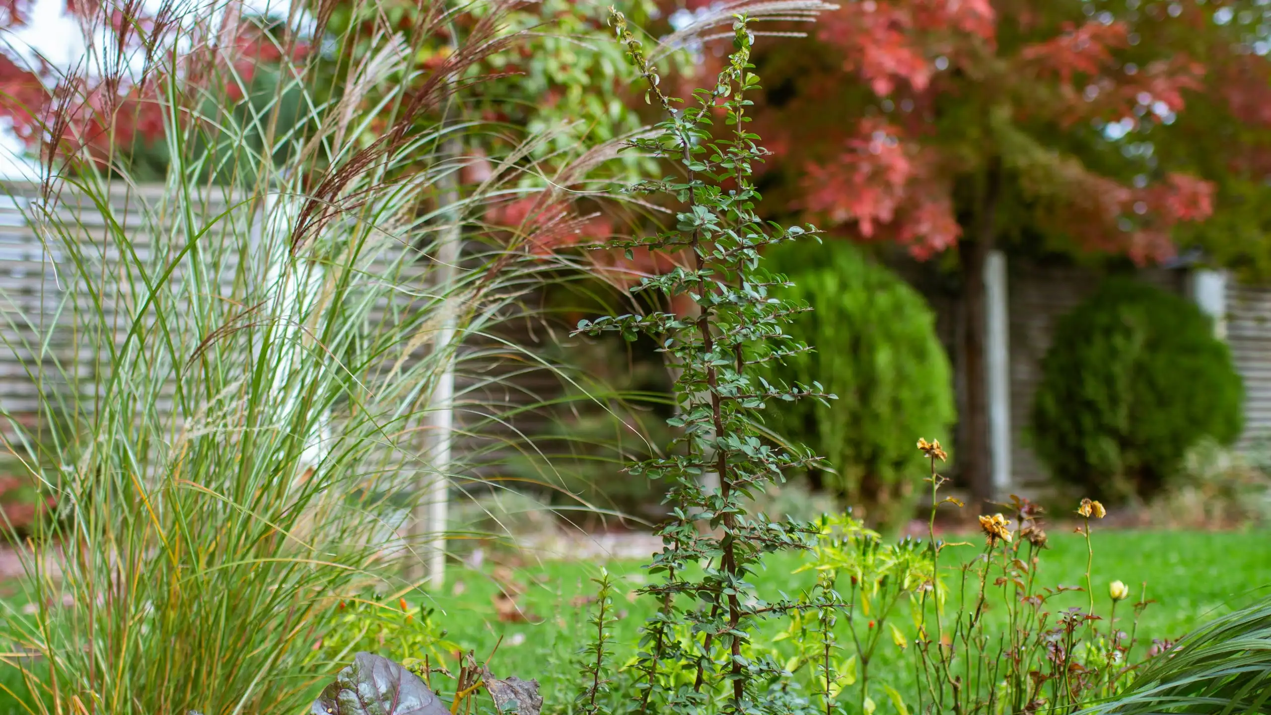 Tall feathery grasses in the foreground of a front garden, with a clipped hedge and a red-leaved tree behind