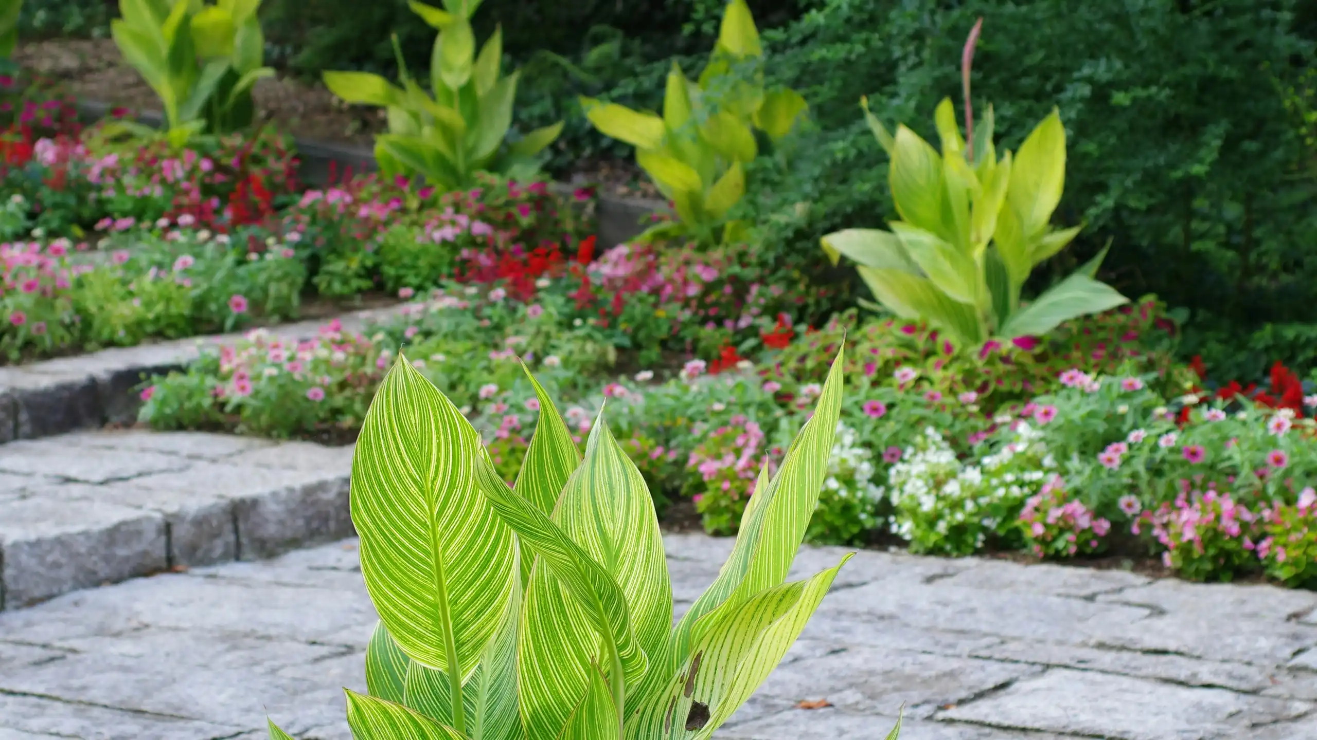 Wide granite steps lined with flowering beds and broad-leaved plants