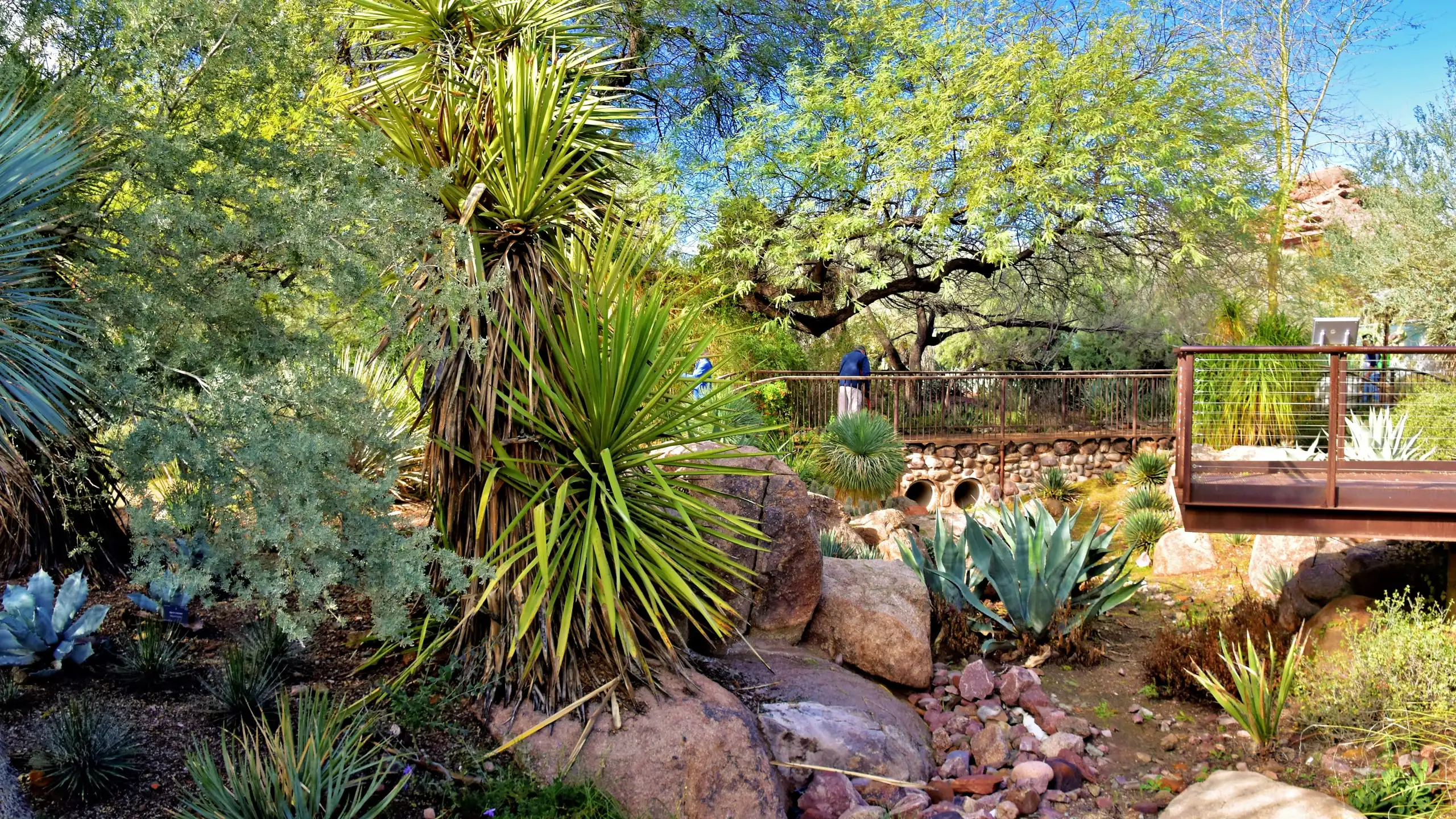 A rocky dry garden of agave, yucca and boulders beside a timber footbridge, trees behind