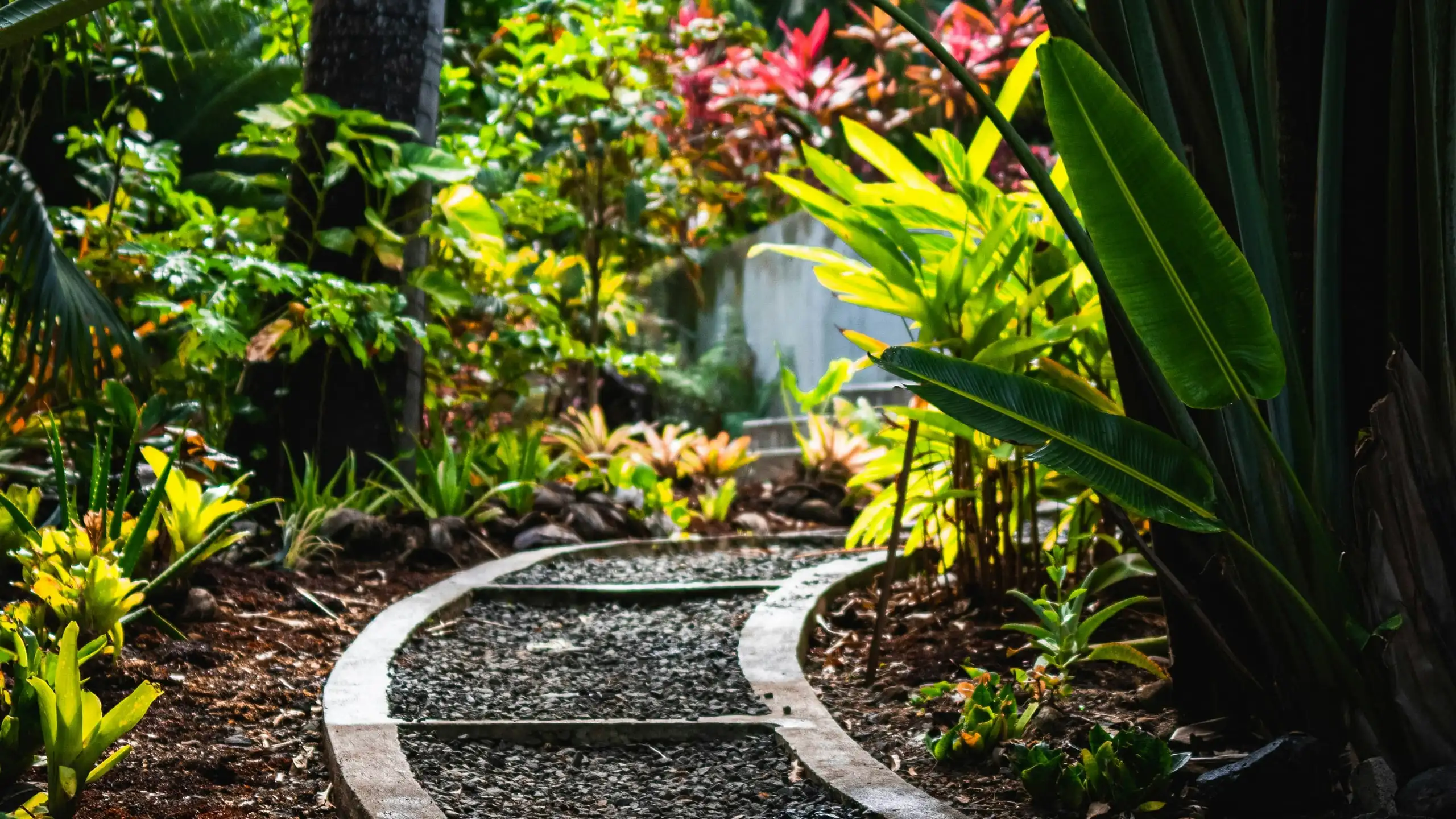 A gravel path edged in timber curving through lush tropical planting with red and yellow leaves