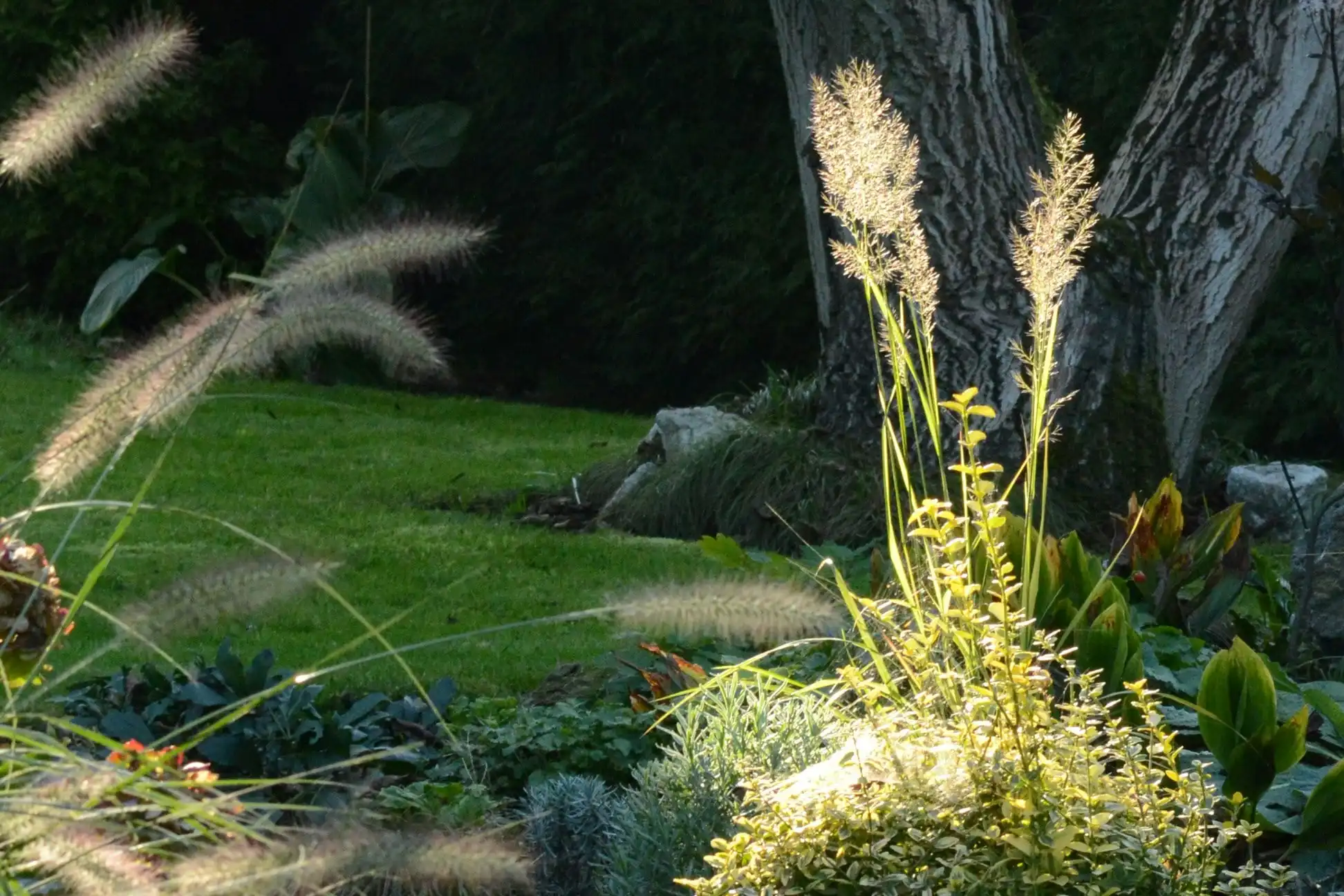 Fountain grass and fine-leaved plants catching low sun beneath an old tree trunk