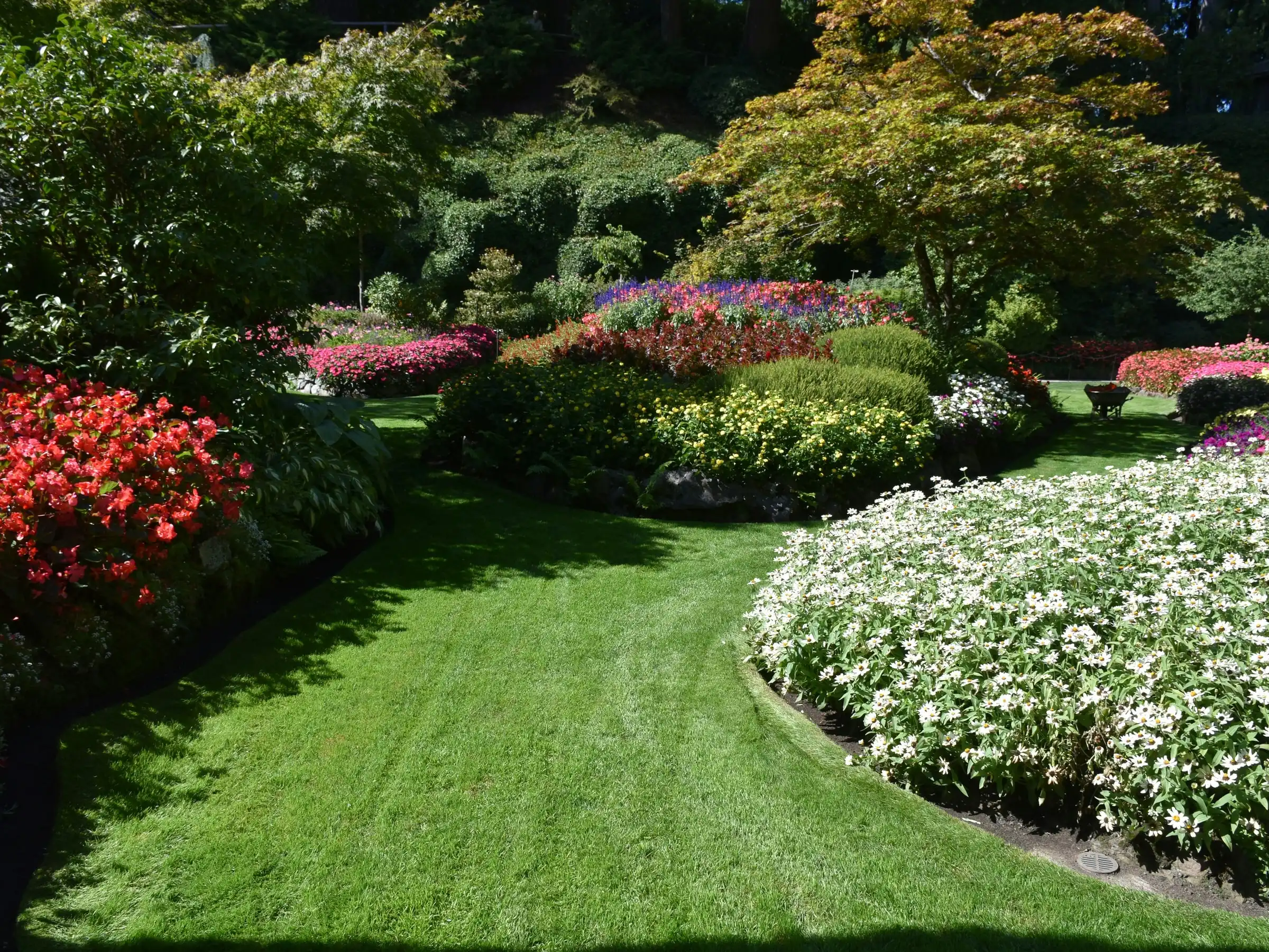 A deep green lawn curving between beds of white and red flowers under a maple
